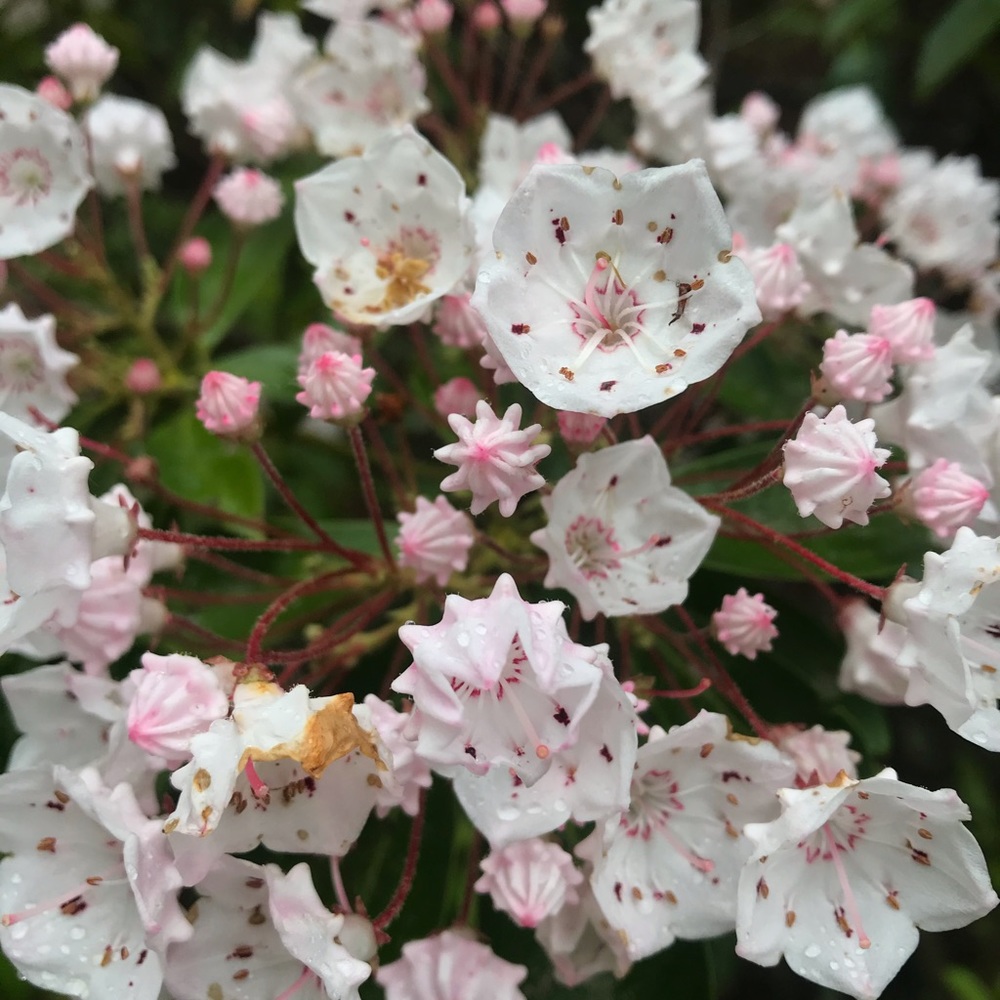 Meet your Posher, Stefani